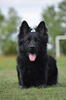 Cak Vítkovské vrchy
German Shepherd Dog (uzun tüylü)
27. Kas 2022