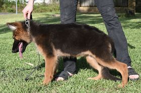 Ember vom Hausgladfel
Anjing Gembala Jerman (bulu panjang)
23. Mar 2025