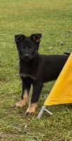 Granat z Mamutova dvora
German Shepherd Dog
7. Okt 2024