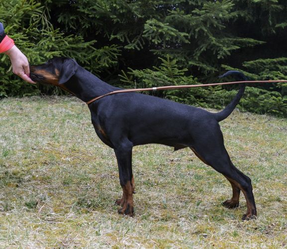 Hogo Fogo Brittasgang
Doberman (black with rustred blace)
28. Nov 2024