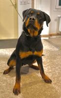 Ambassador von der Rottischmiede
Rottweiler
8. Feb 2024