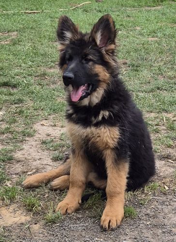 Xmilla vom Wolf's Canyon
German Shepherd (long-haired)
15. Jan 2025