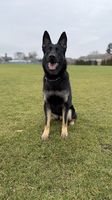 Trinity Balgaro
German Shepherd Dog (short-haired)
14. Nov 2023