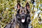 Titan de la cité des loups gris