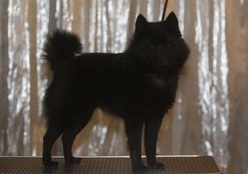 D'Lilly Bergerac de Hu
Schipperke
2. Des 2023