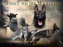 Monsun von der Mooreiche