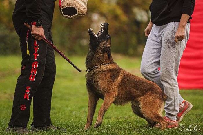 Darebak Cataleya Kingdom
Ciobănesc belgian (Malinois)
26. Nov 2021