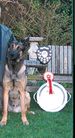 dog image background