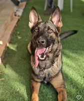 Jack sparrow Team of Crazy Waters
German Shepherd (short-haired)
12. Oct 2023