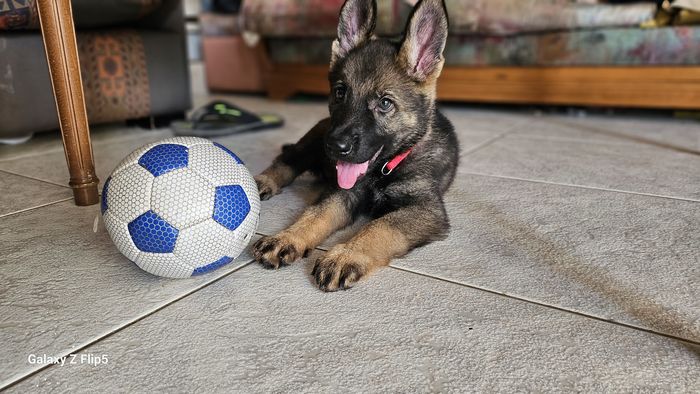Lector Hannibal Team Of Crazy Waters
German Shepherd (short-haired)
25. Apr 2024