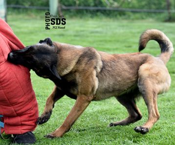 Delta Tore's Working Dogs