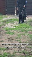 Zaur Wolf'sfelzem
German Shepherd (short-haired)
1. Jan 2025