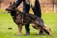 定番人気！ Monur Jurdy | data and information - profile Dog その他