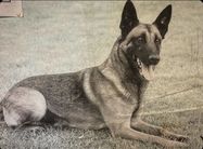 dog image background