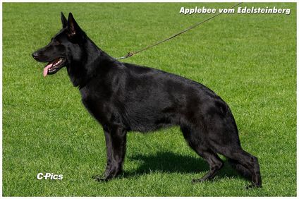 Applebee vom Edelsteinberg