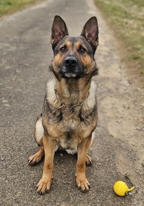 Canis rabidus Bifi