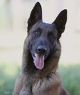 Levi von den Mecklenburger Rüpeln