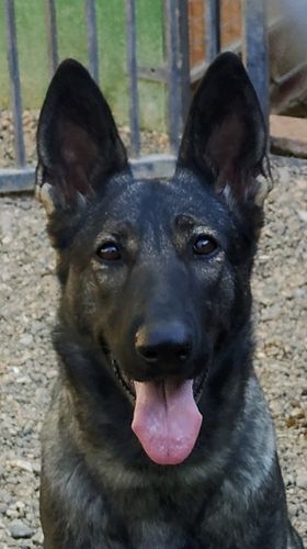 Farah de Hupalupa
German Shepherd (short-haired)
19. Dec 2018