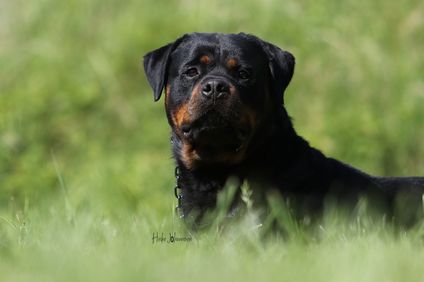 Apollo vom schwarzen Donner