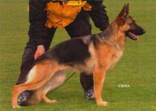 Aischa von der Königsgarde Aischa von der Königsgarde