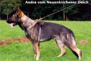 Andra vom Neuenkirchener Deich Andra vom Neuenkirchener Deich