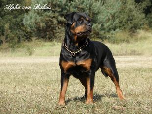 Alpha vom Balcus Alpha vom Balcus