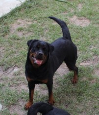 Zara von Rangersrott Zara von Rangersrott