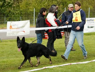 Hasco vom Wolfsblut Hasco vom Wolfsblut