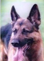 Argo Garliavietis Argo Garliavietis
