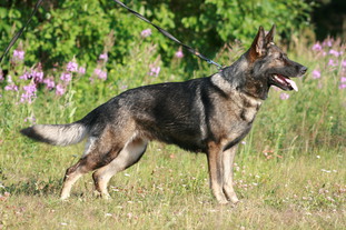 Troyen's Yrtti Troyen's Yrtti
