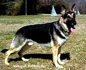 Harry von der Grube Waldecke Harry von der Grube Waldecke