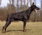Black Ballerina Argo Arlen Black Ballerina Argo Arlen