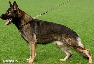 Arcor vom Steinteich Arcor vom Steinteich