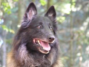 Ours du Musher Ours du Musher