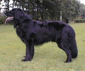 Orkan von der Ordensburg Orkan von der Ordensburg