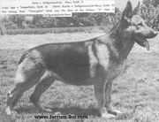dog image background