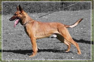 Atze von der Katzenhecke Atze von der Katzenhecke