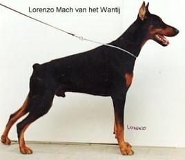 Lorenzo Macho van het Wantij Lorenzo Macho van het Wantij