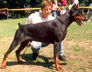 Crockett von der Preussen-Garde Crockett von der Preussen-Garde
