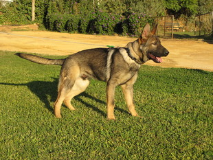 Erko de Montefiero Erko de Montefiero