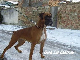Bea le Demar Bea le Demar