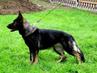 Foxi von der Traubeneiche