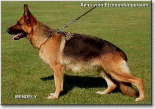 Xena vom Elzmündungsraum Xena vom Elzmündungsraum