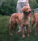 dog image background