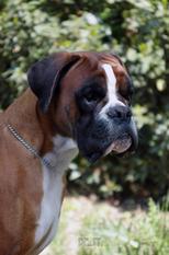 Jarabe di Boxerita Jarabe di Boxerita