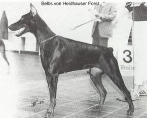 Bellis vom Heidhauser Forst Bellis vom Heidhauser Forst