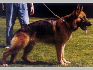 Falk von Isidora Falk von Isidora