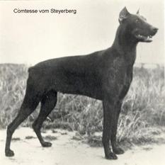 Comtesse vom Steyerberg Comtesse vom Steyerberg