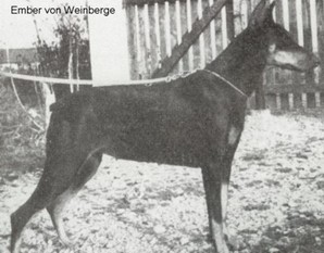 Ember vom Weinberge Ember vom Weinberge