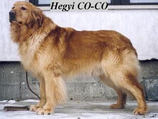 Hegyi Co-Co Hegyi Co-Co